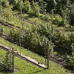 Agriturismo Rossolampone Κατάλυμα σε φάρμα *